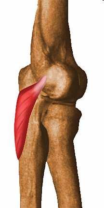 5. Ancóneo Epicóndilo postero-lateral del Húmero Extensión del antebrazo sobre el brazo (a partir de una flexión previa) ISERCIÓN Superficie postero.