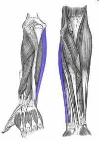 Epitróclea Flexor de la muñeca Ligerísima acción en la flexión del codo En la aponeurosis superficial de la muñeca y el ligamento anular anterior del carpo(primero en el hueso pisisforme,