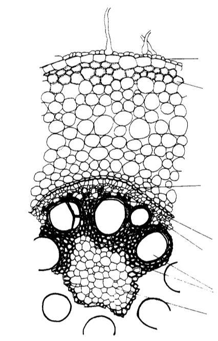 Esquema de corte transversal de raíz de Monocotiledónea (Zea mays) 3- Observar estructura primaria de raíz de Dicotiledónea en corte transversal.