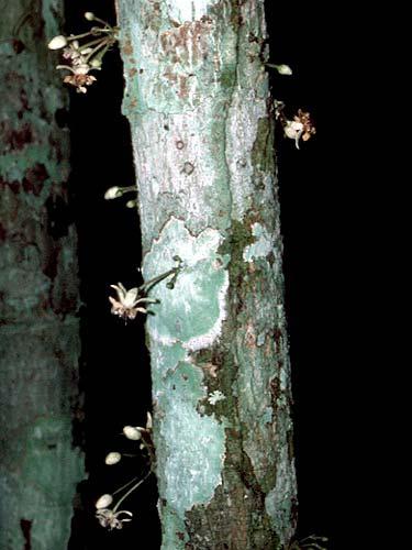 Malachra alceifolia 63