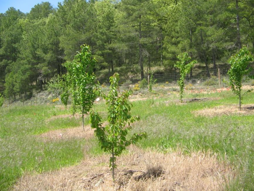 1. Restauración forestal, sequía y vegetación competidora Sequía Vegetación