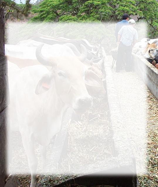 10 La alimentación de las vacas lecheras Cómo podemos hacer una suplementación con sal común y sal mineral?