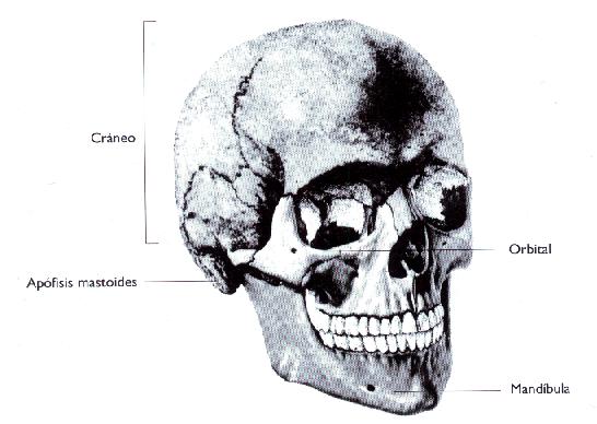 La cabeza está compuesta por más de 20 huesos individuales, cuyos nombres en su mayoría no son cruciales para el antropometrista.