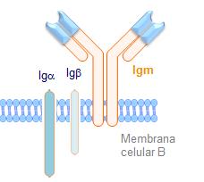 2.2.1.6 TEORÍA DE WIENER Propuso un modelo genético diferente, en el que, en lugar de existir tres locus separados, hay una sola región genética en el cromosoma uno con muchos alelos codominantes.