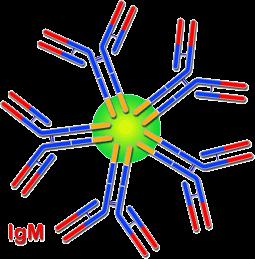 de la IgG total. Los dominios constantes de las cuatro subclases de la IgG tienen una homología de aproximadamente el 95%.