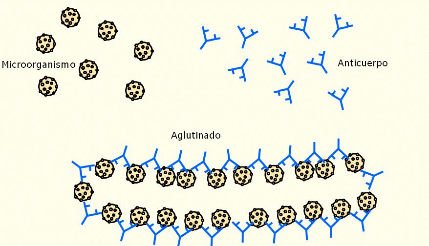 A la fuerza de unión entre el antígeno y el anticuerpo se llama afinidad, término que se utiliza para la definición de la fuerza individual entre un determinante antigénico y un sitio convinante del