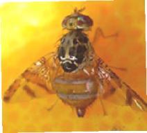 Mosca de la fruta Ubicación taxonómica Orden Diptera Suborden Brachycera Familia Tephritidae Ceratitis capitata (Wiedemann) Anastrepha fraterculus (Wiedemann)