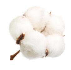 DESARROLLO DE MERCADO "Impulsar la producción nacional de algodón y consolidar la relación comercial con la Unión Europea y Australia como alternativa para diversificar las