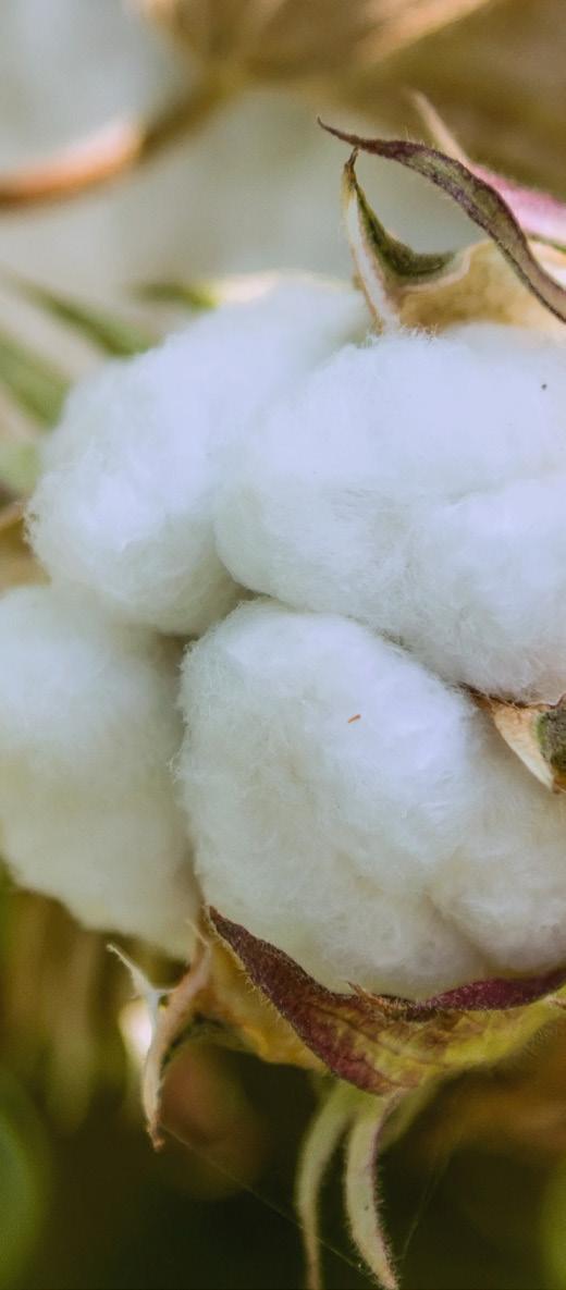 De julio a octubre son los meses de mayor importación de semilla algodón. GRÁFICA 3. ESTACIONALIDAD DE IMPORTACIONES DE SEMILLA DE ALGODÓN PROMEDIO 2011-2016 9 7.82 8 7 Miles de toneladas 6 5 4 3 2 1.