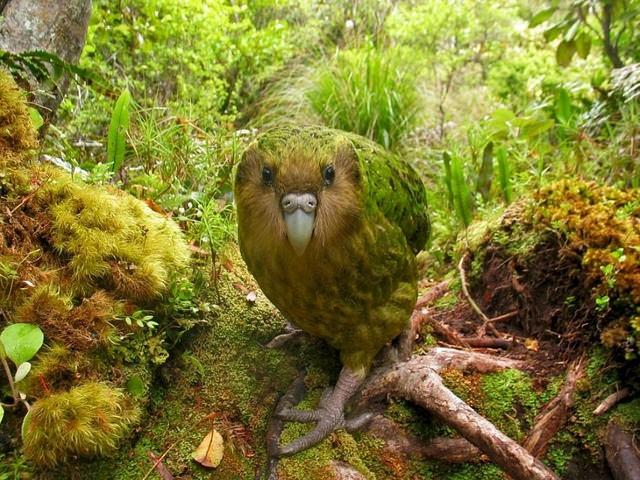 Kakapo.
