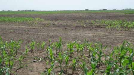 Frente a este escenario, el resultado de las lluvias previstas para las próximas semanas definirá Lote de maíz ciclo corto, a 20 días de ser cosechado. San Justo, Santa Fe.