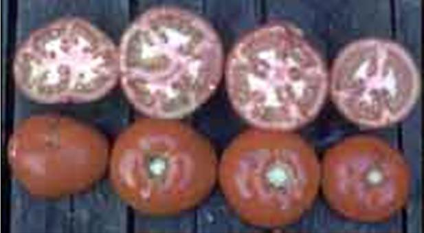 causar daños a los frutos del tomate y otros