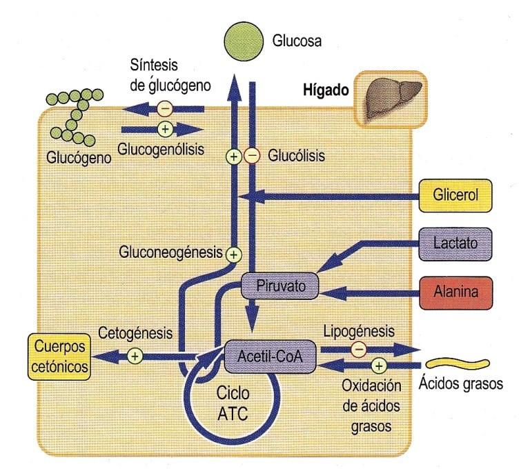 El GLUCAGÓN moviliza glucosa desde todas las fuentes disponibles, también incrementa la lipólisis y la cetogénesis a