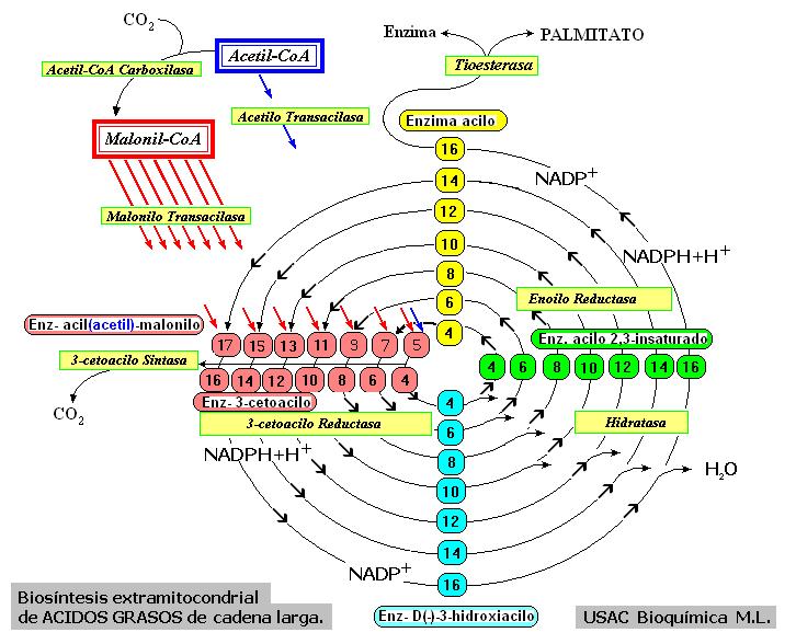 1 B A A Metabolismo de lípidos-2 4 2 3 Luego de satisfacer la necesidad de ATP, la Acetil-Coa generada en el citoplasma es utilizada para formar Malonil- CoA con la cual puede formarse palmitato por