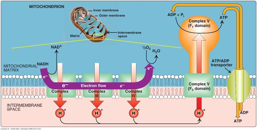 Producción de ATP La producción de ATP a nivel del sustrato ocurre en el citoplasma por acción de la GLUCÓLISIS y en la mitocondria en el Ciclo de Krebs.