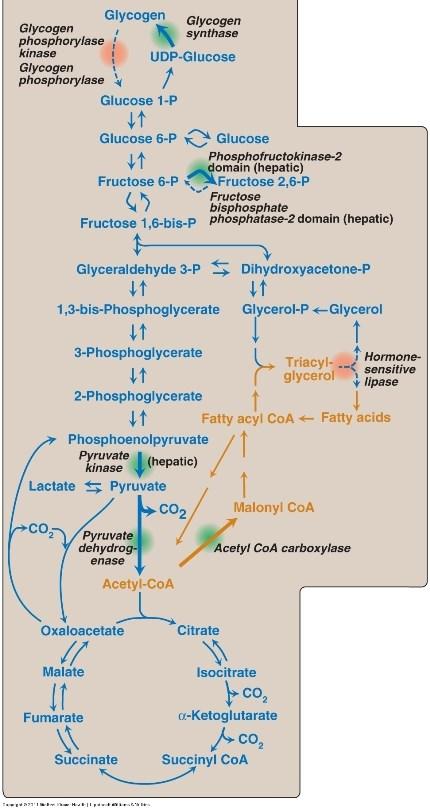 Metabolismo de CARBOHIDRATOS 1 Si se necesita energía, una molécula de glucosa produce 2 moléculas de