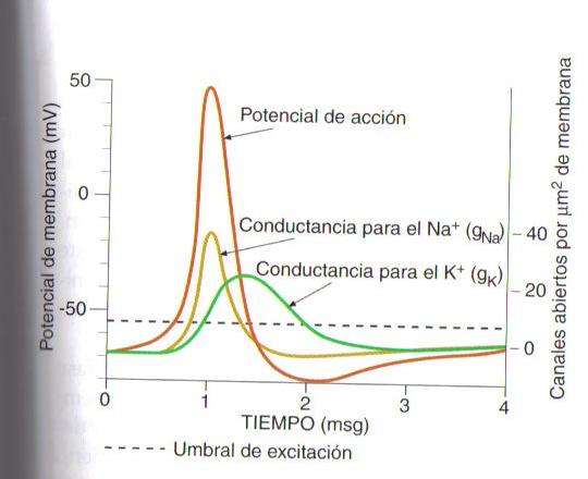 1. Conductancias iónicas durante el potencial de acción Conductancia: concepto que se emplea para describir el flujo de iones a través de la membrana.