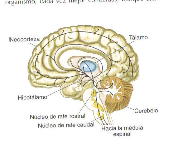 TEMA 10: BASES DE LA COMUNICACIÓN NEURONAL La Noradrenalina (NA) se sintetiza principalmente en el locus coeruleus, situado en el tronco del encéfalo, desde donde parten proyecciones noradrenérgicas