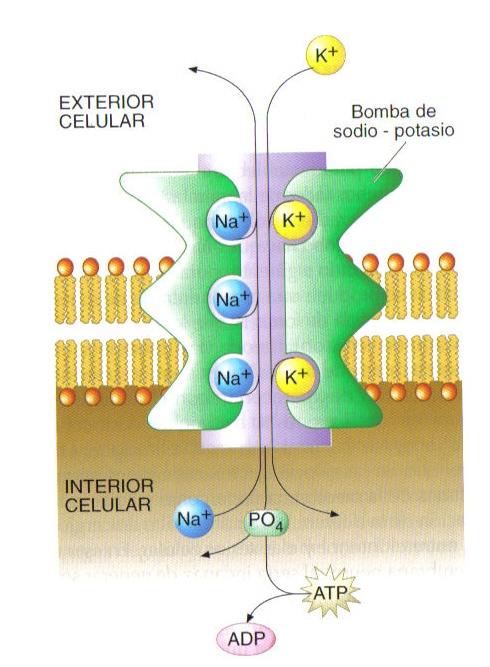 1. Bombas iónicas para el mantenimiento de las diferencias en las concentraciones de iones entre ambos lados de la membrana La membrana en estado de reposo es prácticamente impermeable al Na+ pero