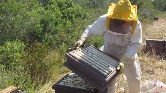 El apicultor abre la colmena, sopla humo con el ahumador y con la ayuda de un separador aplica fuerza sobre los panales para