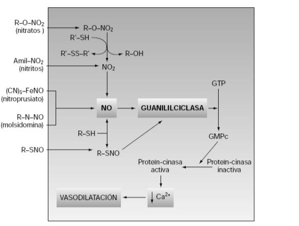 Nitratos Orgánicos: Acciones Farmacológicas Acción del óxido nítrico Estimulación de Guanilato Ciclasa Producción de GMPc Disminución Ca ++ intracelular nitrosotioles Tejidos Afectados: músculo liso