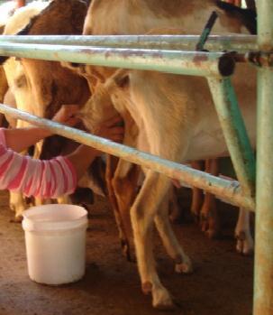 Producción de leche/cabra/dia vs Porcentaje del rebaño en ordeño ANZÓATEGUI 764 23 APURE - BARINAS 1.571 43 FALCÓN 731 37 GUÁRICO 631 26 LARA 1.211 34 MONAGAS 2.