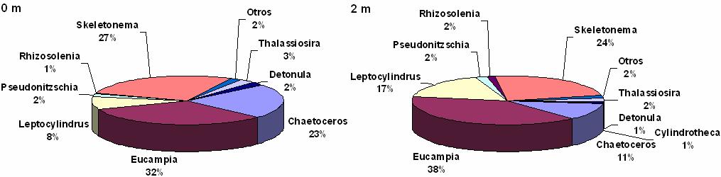 Durante primavera la composición fitoplanctónica estuvo dominada por taxa de diatomeas, entre las cuales destacan los géneros Eucampia sp, Skeletonema sp y Chaetoceros sp (Fig. 14).