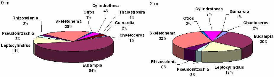 Durante verano la composición fitoplanctónica estuvo dominada por taxa de diatomeas, entre las cuales destacan los géneros Eucampia sp, Skeletonema sp y