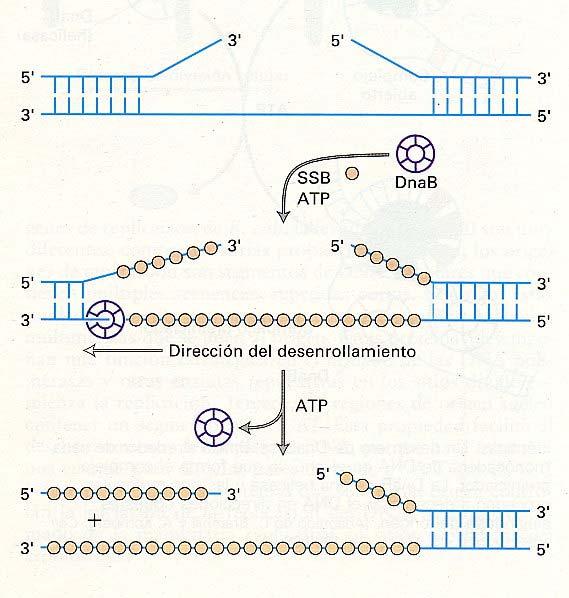 DNA helicasa La separación de las dos cadenas del cromosoma de E.