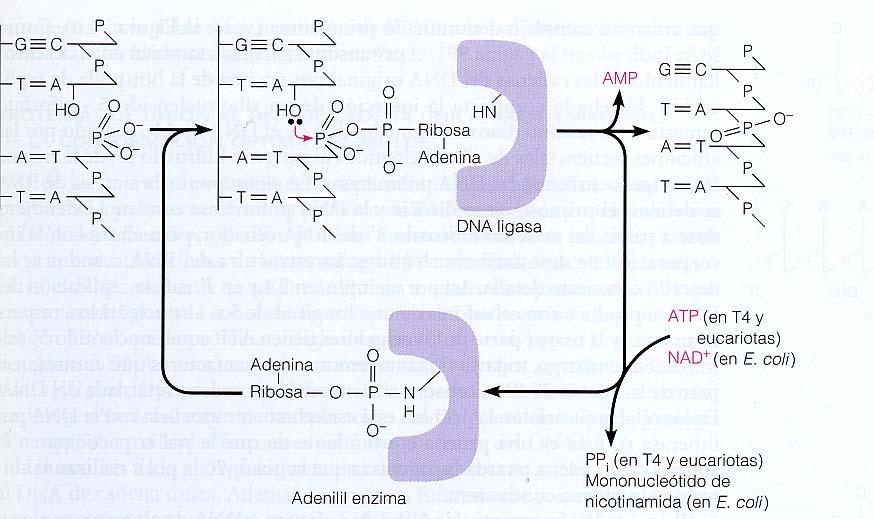 En procarioas el NAD+ ejerce esta función, mientras que en eucariotas y virus esta función la realiza el ATP.