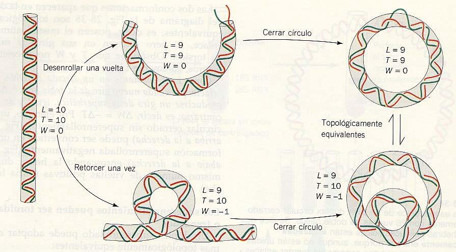 Topoisómeros y formas interconvertibles Medidas del superenrollamiento Todos los DNAs circulares que se encuentran en la naturaleza están enrollados