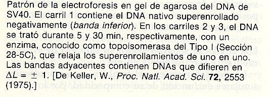 grados, revela que 26 bandas separan el DNA de SV 40 nativo del completamente relajado.
