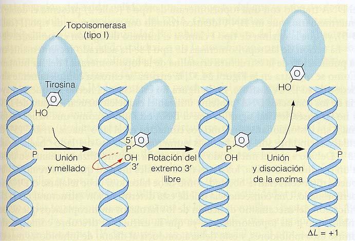 Se denominan así porque alteran el estado topológico,número de enlace, del DNA circular.