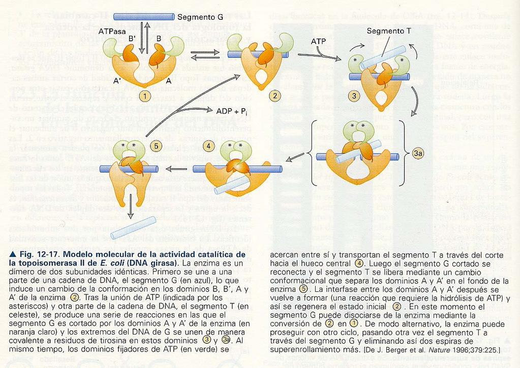 duplex -concatenan circulos de doble cadena -forman las fosfotirosinas con los extremos 5 de ambas cadenas cortadas -las eucariótas, sólo