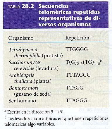 Telomerasas El DNA telomérico está formado por secuencias simples repetidas en tánden, lo habitual es que una cadena tenga abundante G y la otra abundante C.