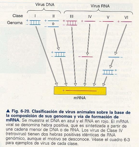 Virus de RNA: la replicación de genomas de RNA Casi todos los virus vegetales que se conocen contienen RNA en vez de DNA; al igual que ocurre con varios bacteriófagos y muchos virus animales