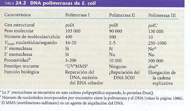 DNA Polymerases It turns out that in E coli there are three DNA polymerases.