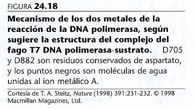 (DNA)n + dntp ------------- (DNA)n + 1 + PPi La DNA polimerasa I requiere los