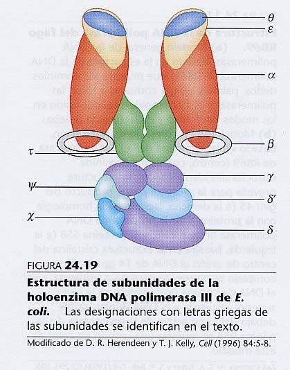 El holoenzima DNA