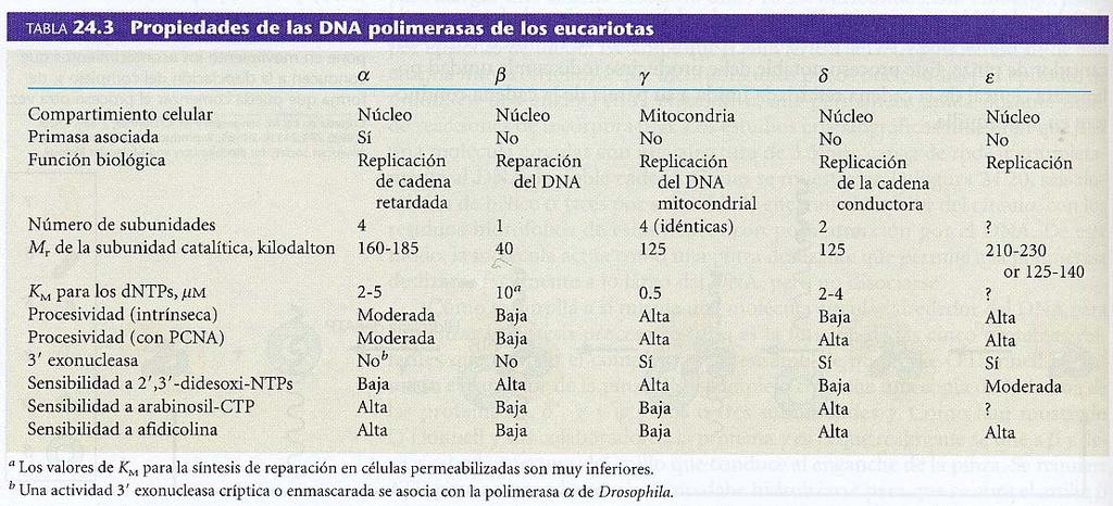 DNA polimerasas eucariotas Las células eucariotas contienen cinco DNA polimerasas.
