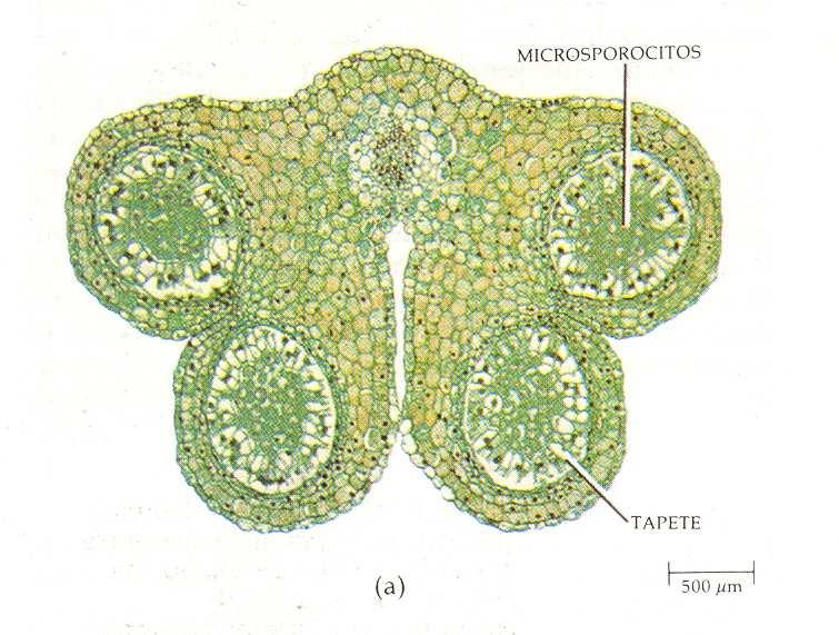 ANDROCEO (en angiospermas) El estambre o microsporófilos.