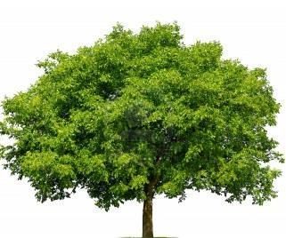 Cuál es el papel de los bosques en el cambio climático? CH4 CO2 N2O CO2 1 4 3 5 2 1. Absorción por fotosíntesis 2. Carbono incorporado al sistema desde la vegetación viva 3.