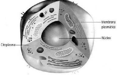 Células Eucariontes Grandes, 10 a 100 цm Las células eucariontes se caracterizan por estar formadas por tres estructuras