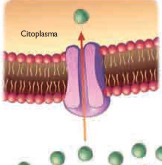 1. Membrana Plasmática: Estructura que delimita La célula separándola del medio externo y regula la interacción entre la célula y
