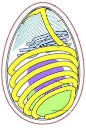 Polaroblasto (posterior) Ribosoma Retículo