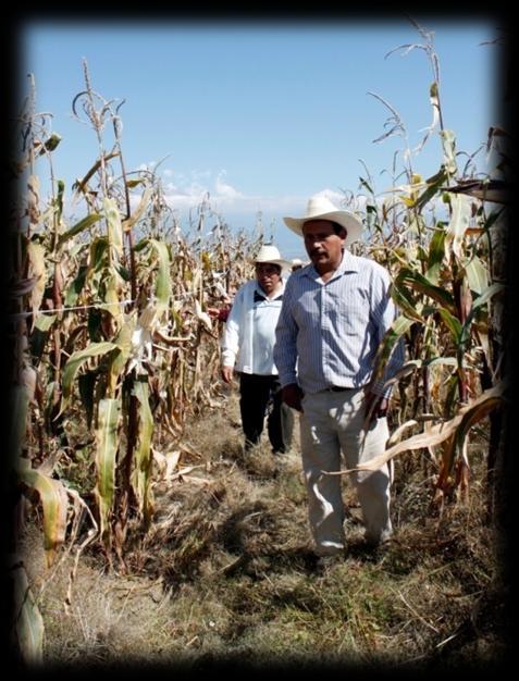 Mejoramiento participativo de 26 razas de maíz