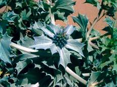 de la Flecha Litoral de Nueva Umbría Eryngium maritimum Familia: Umbelíferas Nombre común: Cardo de mar Hierba perenne, espinosa, de color verde blanquecino-azulado.