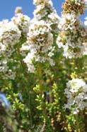 Thymus carnosus Familia: Labiadas Nombre común: Tomillo carnoso Especie en Peligro de Extinción en Andalucía Mata con amplio sistema radical.