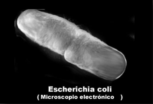 en bacterias y arqueobacterias