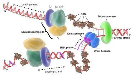 Helicasa bacteriana Homohexámero que se carga en las cadenas ssdna que genera la DnaA en el oric. Viaja en dirección 5-3 en la cadena en la que se una.